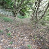 Plants: image 17 Of 208 Thumb